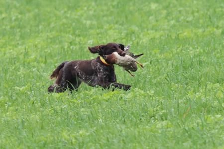 57   Entenschleppe