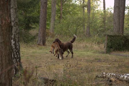 fuchs ueber hindernis