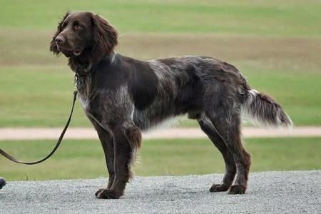 gauge v hunters shadow