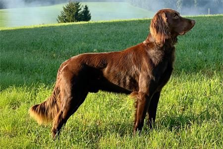 gusti v stephansfeuer