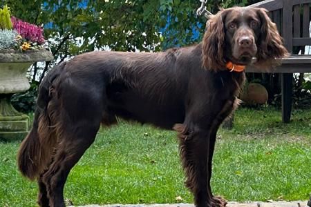 max v deutschen orden